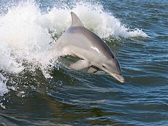 5 swimmers rescued after dolph...